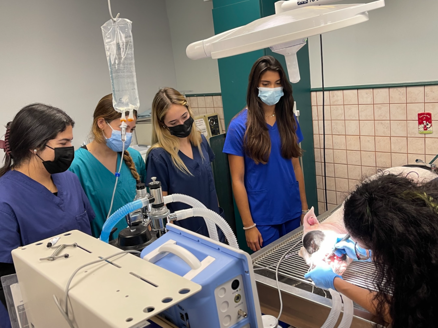 Juniors Isa Castillo
Massima Ponce,
Ceci Reboredo and
Isa Gomez watch a procedure at the VCA Knowles Snapper Creek Animal Clinic on Tuesday, November 23.
